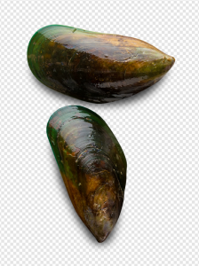 Mussel PNG Transparent Images Download