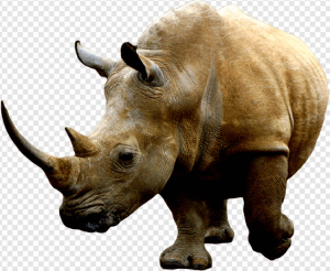 Rhino PNG Transparent Images Download