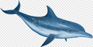 Oceanic Dolphin PNG Transparent Images Download
