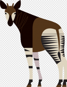 Okapi PNG Transparent Images Download