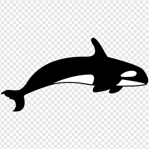 Orca PNG Transparent Images Download