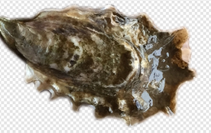 Pacific Oyster PNG Transparent Images Download