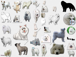 Samoyed Dog PNG Transparent Images Download