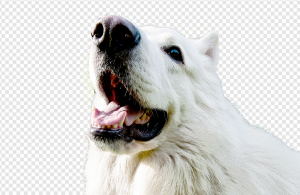 Samoyed Dog PNG Transparent Images Download