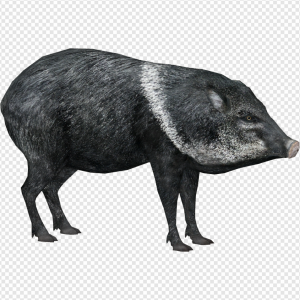 Peccary PNG Transparent Images Download