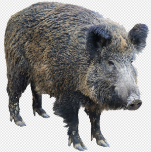 Peccary PNG Transparent Images Download