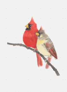 Pied Northern Cardinal PNG Transparent Images Download