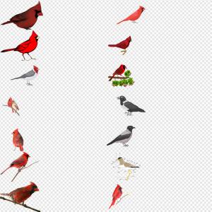Pied Northern Cardinal PNG Transparent Images Download