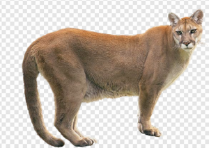 Puma Animal PNG Transparent Images Download