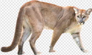 Puma Animal PNG Transparent Images Download