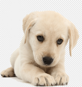 Puppy PNG Transparent Images Download