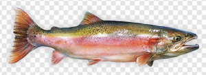 Rainbow Trout PNG Transparent Images Download
