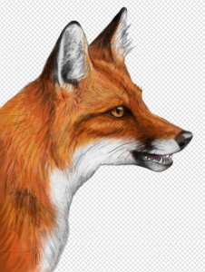 Red Fox PNG Transparent Images Download