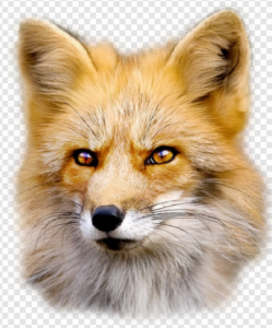 Red Fox PNG Transparent Images Download