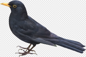 Red-winged Blackbird PNG Transparent Images Download