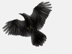 Red-winged Blackbird PNG Transparent Images Download