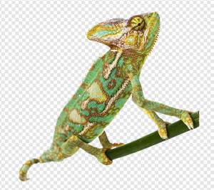 Reptile PNG Transparent Images Download