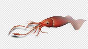 Squid PNG Transparent Images Download
