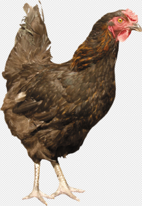 Rooster PNG Transparent Images Download