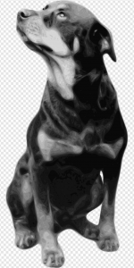 Rottweiler PNG Transparent Images Download