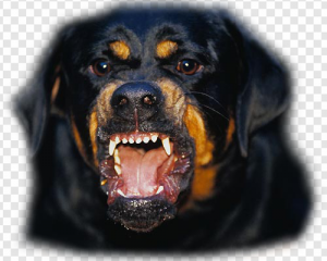Rottweiler PNG Transparent Images Download