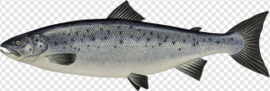 Salmon Fish PNG Transparent Images Download