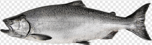 Salmon Fish PNG Transparent Images Download