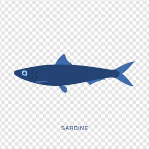 Sardine PNG Transparent Images Download