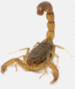 Scorpion Arachnid PNG Transparent Images Download
