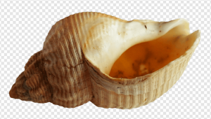Seashell PNG Transparent Images Download