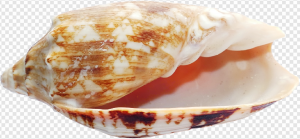 Seashell PNG Transparent Images Download