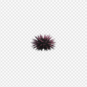 Sea Urchin PNG Transparent Images Download