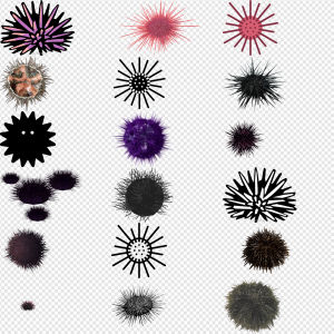 Sea Urchin PNG Transparent Images Download