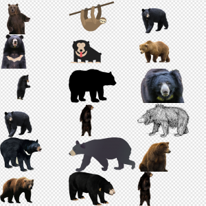 Sloth Bear PNG Transparent Images Download