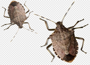 Stink Bug PNG Transparent Images Download