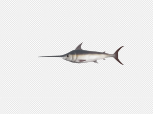 Sword Fish PNG Transparent Images Download