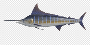 Sword Fish PNG Transparent Images Download