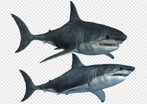 Shark PNG Transparent Images Download