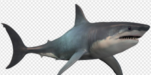 Shark PNG Transparent Images Download