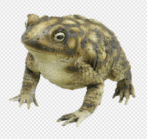 Toad PNG Transparent Images Download