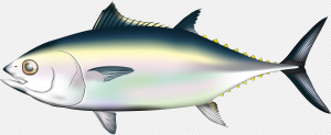 Tuna PNG Transparent Images Download