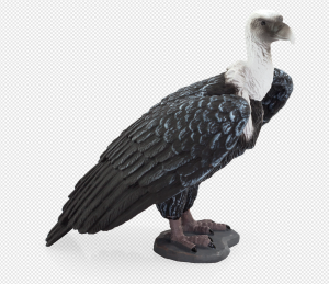 Vulture PNG Transparent Images Download