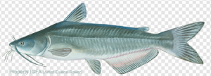 Wels Catfish PNG Transparent Images Download
