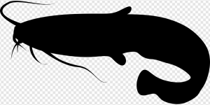 Wels Catfish PNG Transparent Images Download