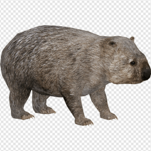 Wombat PNG Transparent Images Download