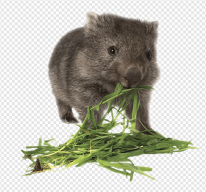Wombat PNG Transparent Images Download