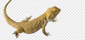 Worm Lizard PNG Transparent Images Download