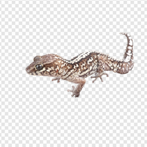 Worm Lizard PNG Transparent Images Download