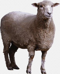 Sheep PNG Transparent Images Download