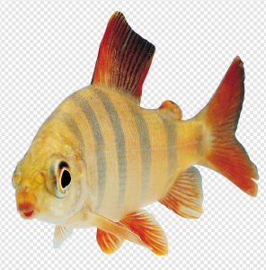 Zebra Fish PNG Transparent Images Download